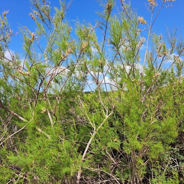 Tamarix africana Habit