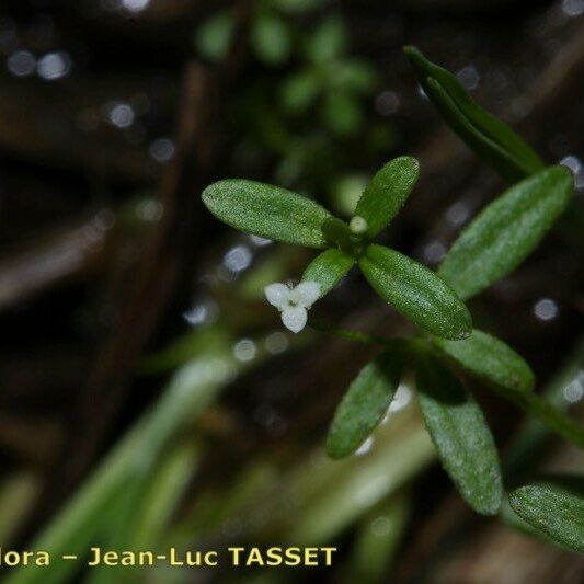 Galium trifidum Квітка