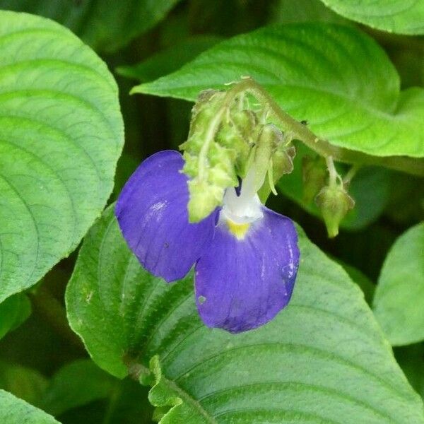 Commelina benghalensis Цветок