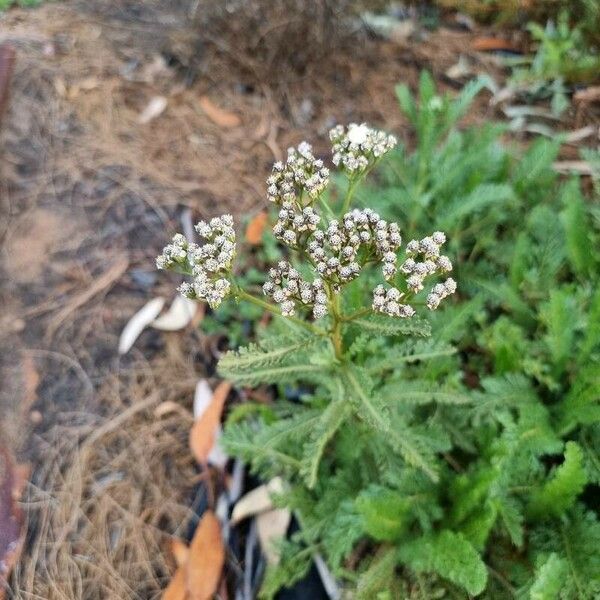 Achillea nobilis फूल