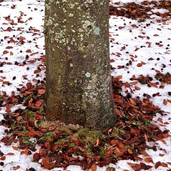 Fagus sylvatica പുറംതൊലി