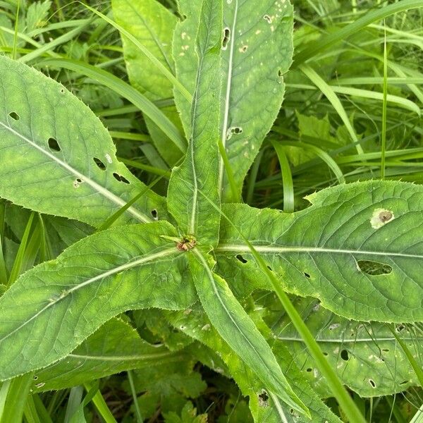 Cirsium heterophyllum পাতা