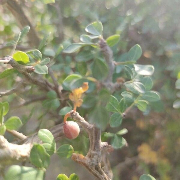 Commiphora kataf Fruit