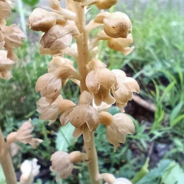 Neottia nidus-avis Flower