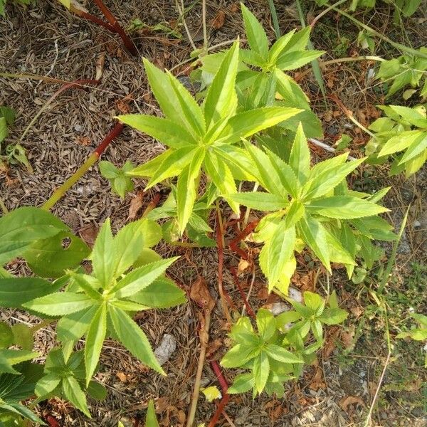 Impatiens balsamina 叶