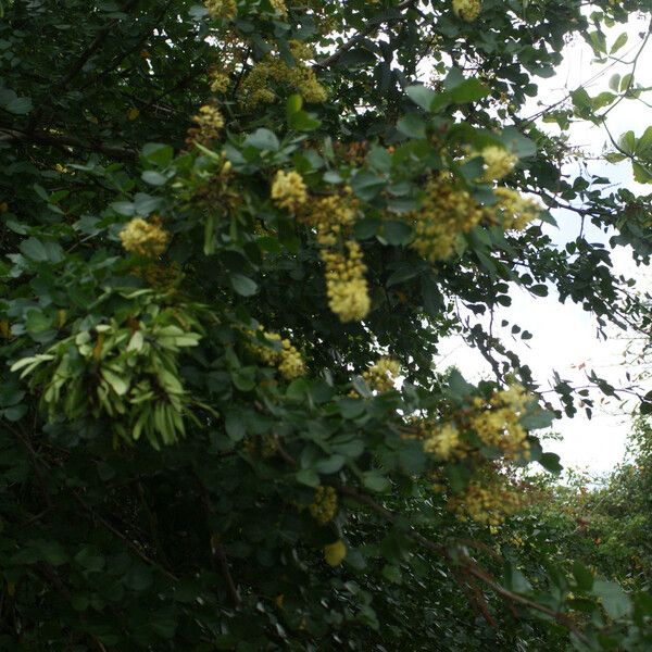 Haematoxylum campechianum Vekstform