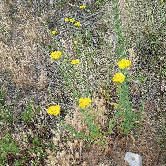 Achillea ageratum Habit