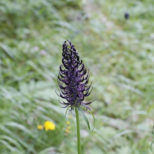 Phyteuma ovatum Flower