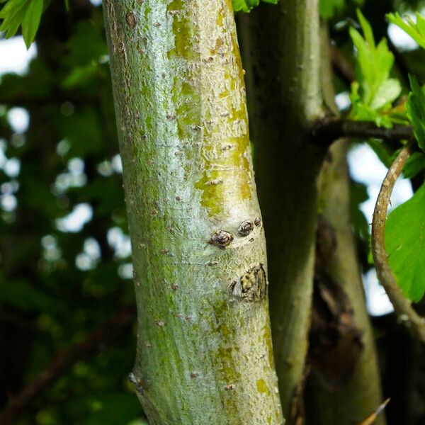 Crataegus rhipidophylla Corteccia