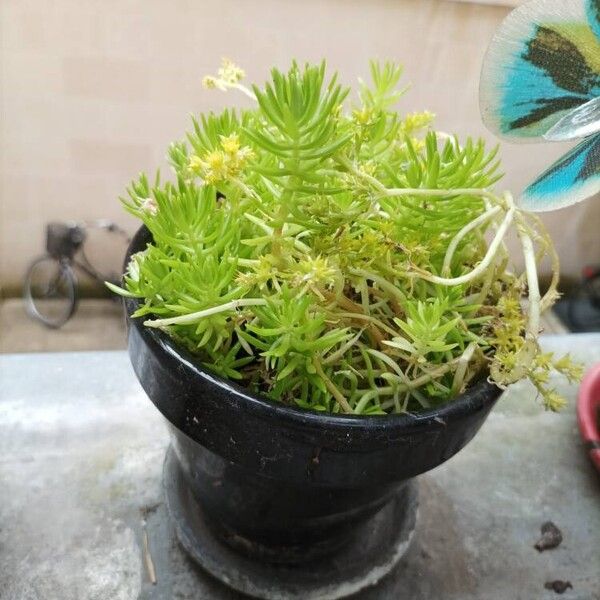 Sedum mexicanum Лист