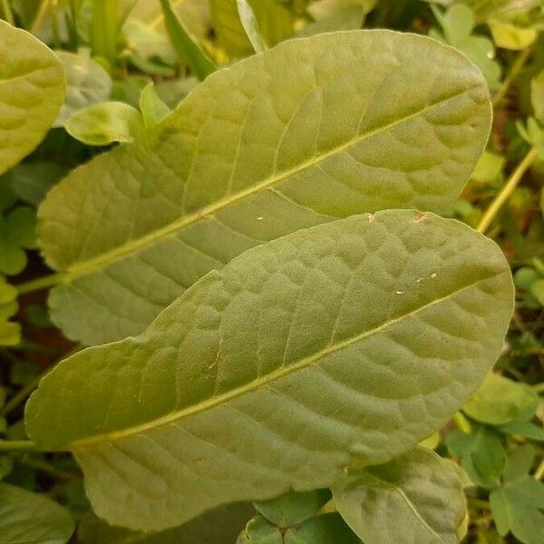 Rumex patientia Blatt