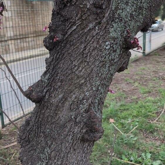 Cercis canadensis Kôra