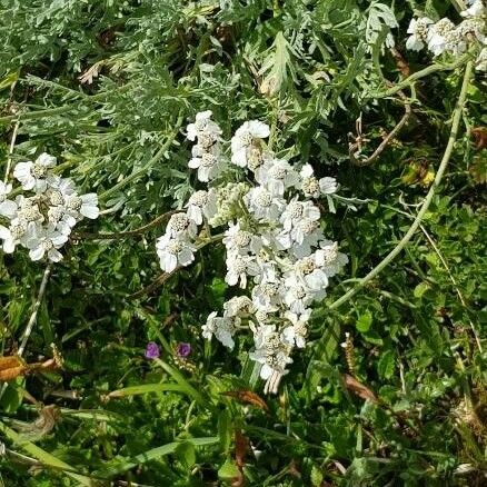 Achillea clavennae Blomst