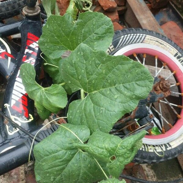 Cucumis melo Feuille