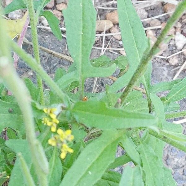 Sisymbrium officinale Hoja