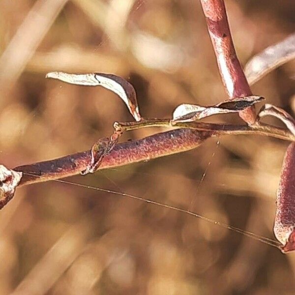 Ludwigia alternifolia Fruit