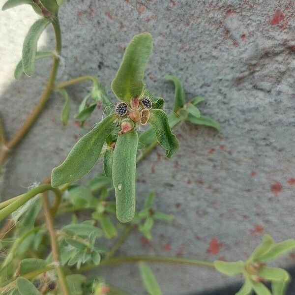 Euphorbia crotonoides Fruitua