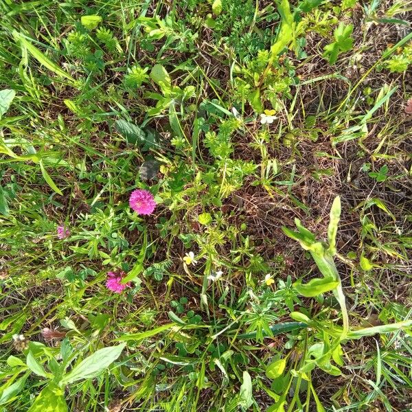 Viola hymettia Hábito