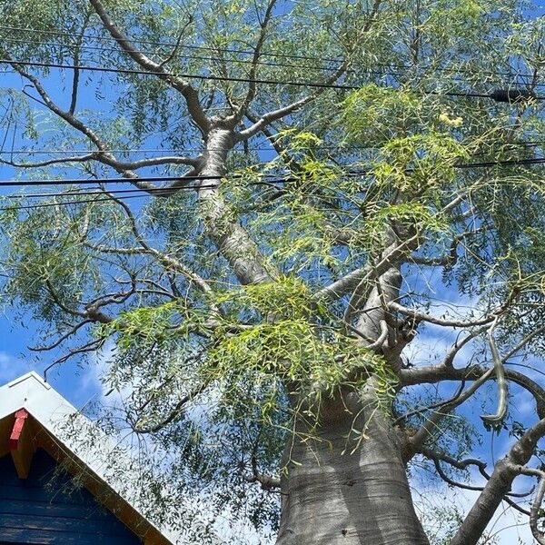 Moringa drouhardii Folla