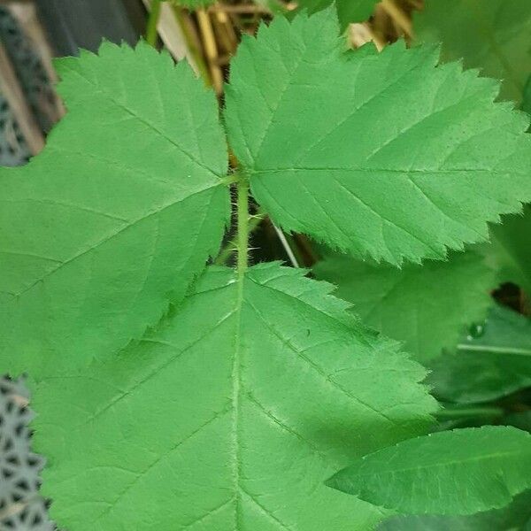 Rubus pruinosus পাতা