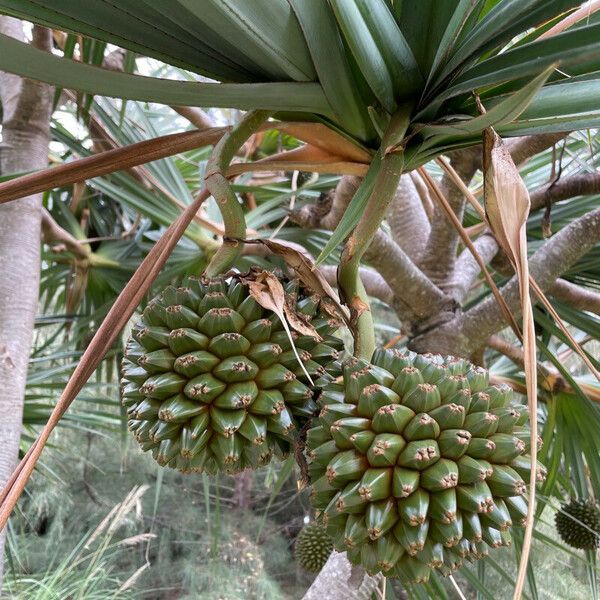 Pandanus utilis ফল