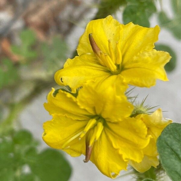 Solanum rostratum Flower