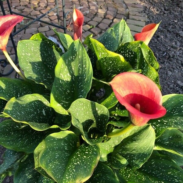 Zantedeschia albomaculata Flor