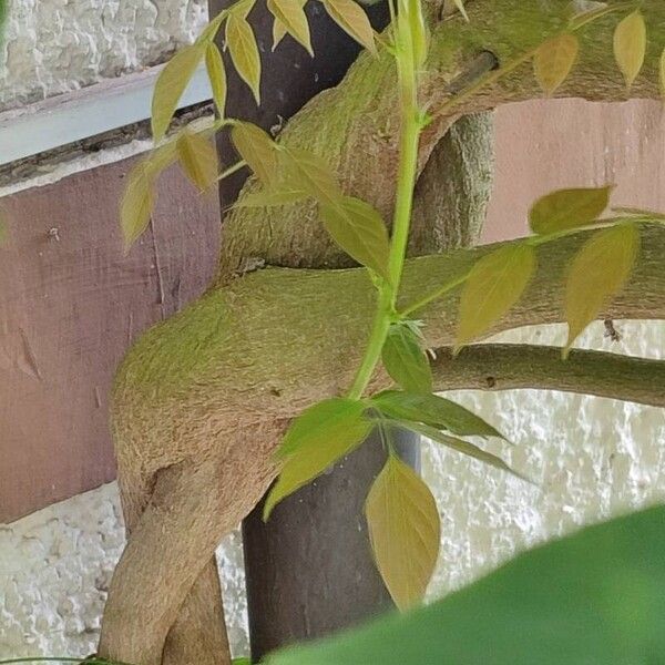 Wisteria sinensis Rinde