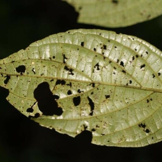 Piper hispidum Leaf