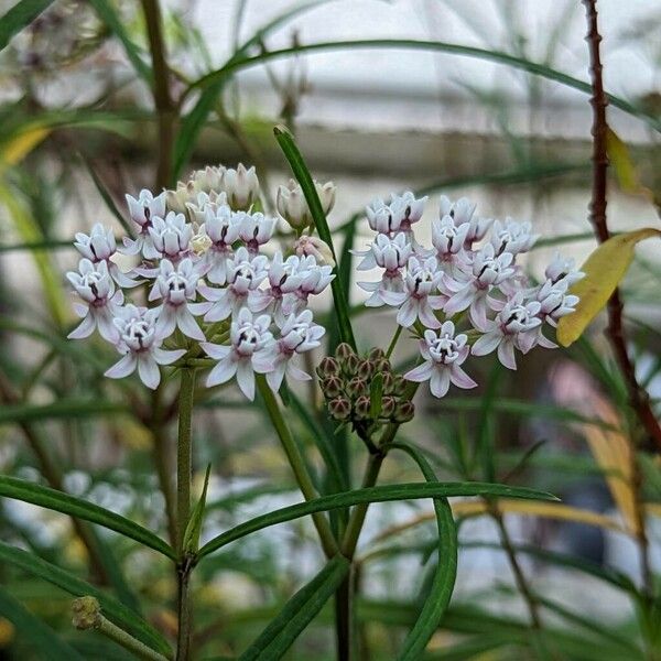 Asclepias angustifolia 花