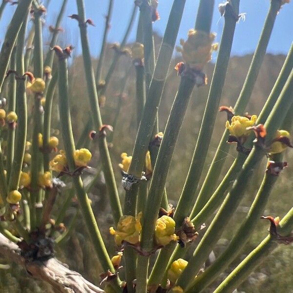 Ephedra viridis Flower