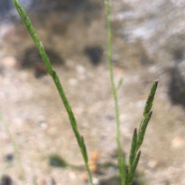 Glyceria declinata Flor