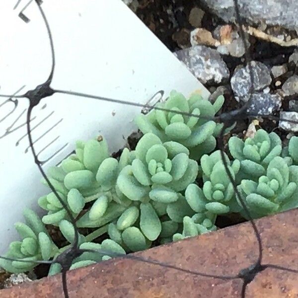 Sedum dasyphyllum Levél