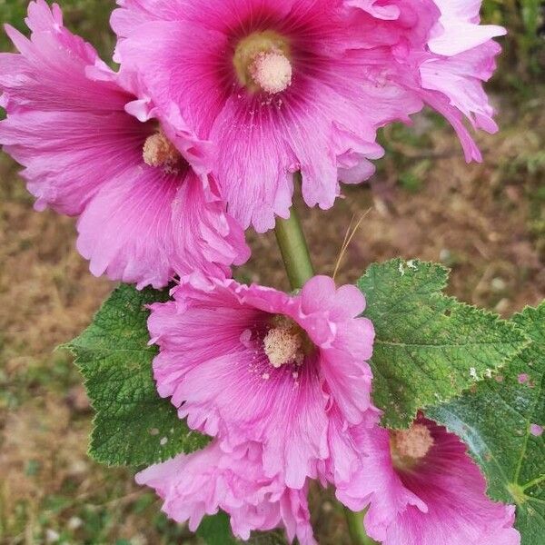 Alcea rosea പുഷ്പം