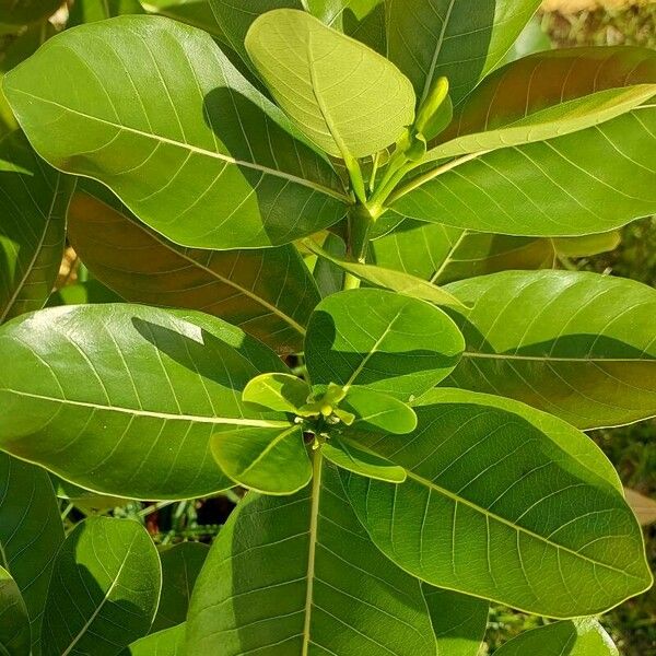 Gardenia taitensis Lehti