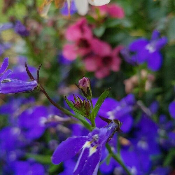 Lobelia erinus Drugo