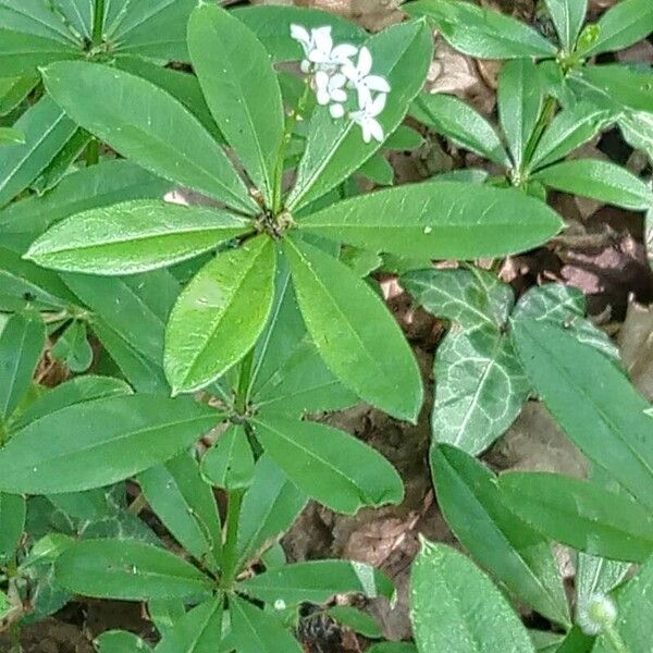 Galium odoratum Лист