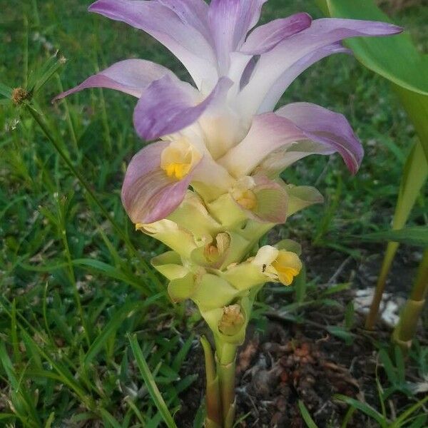 Curcuma aromatica പുഷ്പം