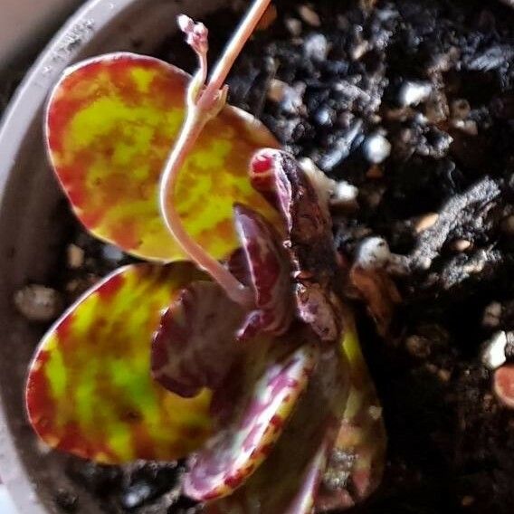 Kalanchoe humilis Leaf