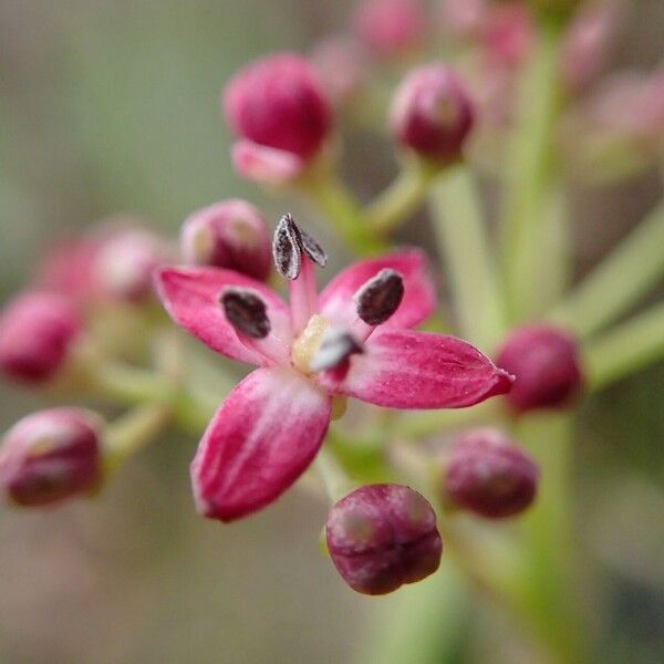 Zanthoxylum sarasinii Blüte