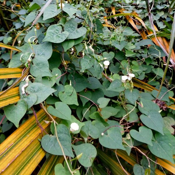 Ipomoea alba ᱛᱟᱦᱮᱸ