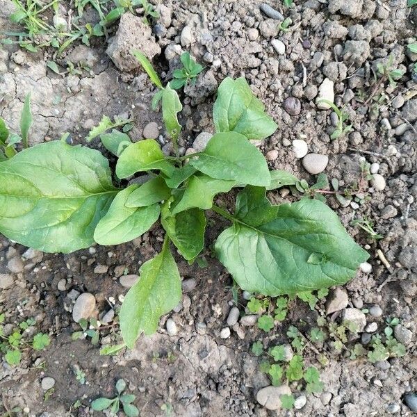 Spinacia oleracea Leaf