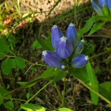 Gentiana andrewsii Blomst