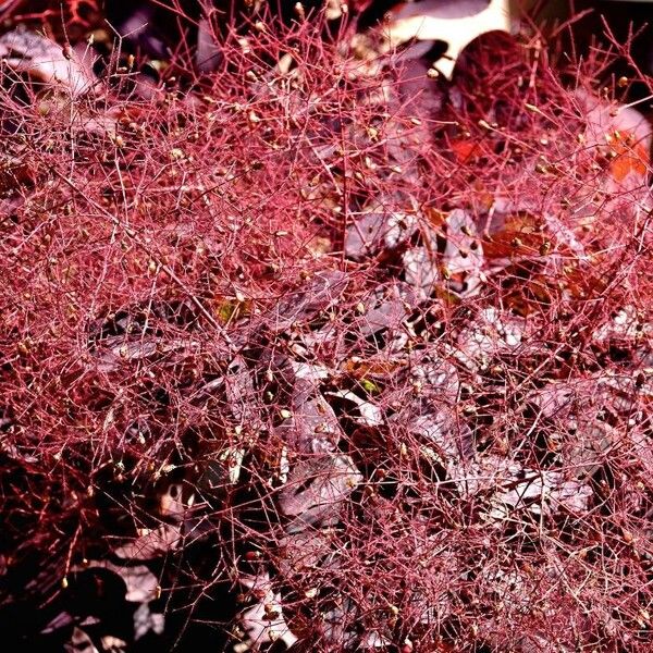 Cotinus coggygria Habit