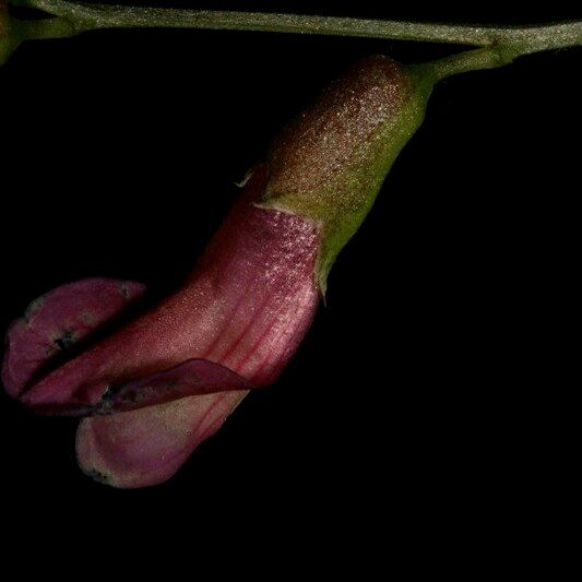 Vicia dumetorum Annet