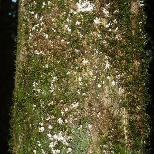 Eugenia pseudopsidium (Christmas cherry)
