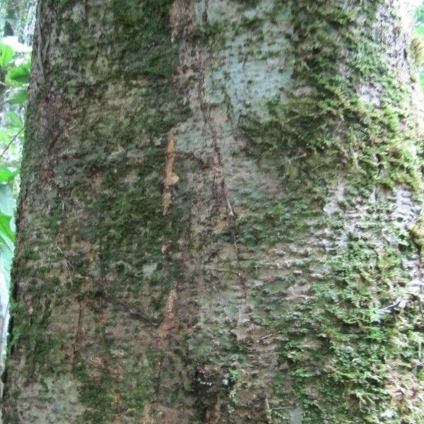 Monopteryx inpae Bark