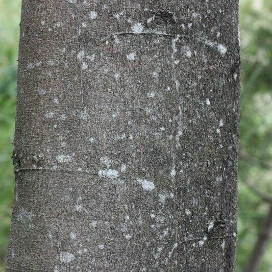 Acacia mearnsii Bark