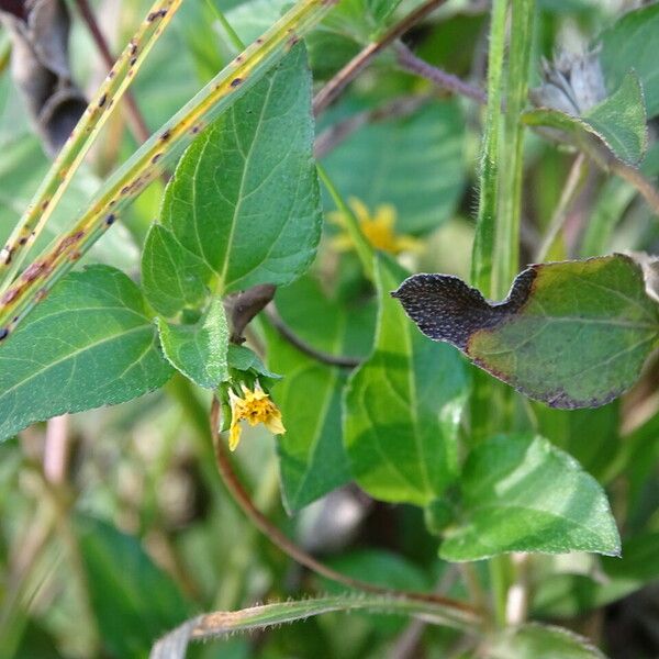 Synedrella nodiflora Fuelha