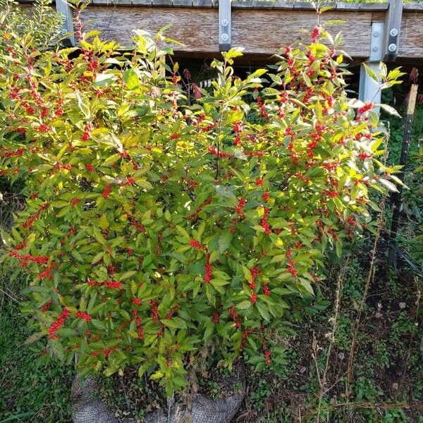 Ilex verticillata (Black-alder)